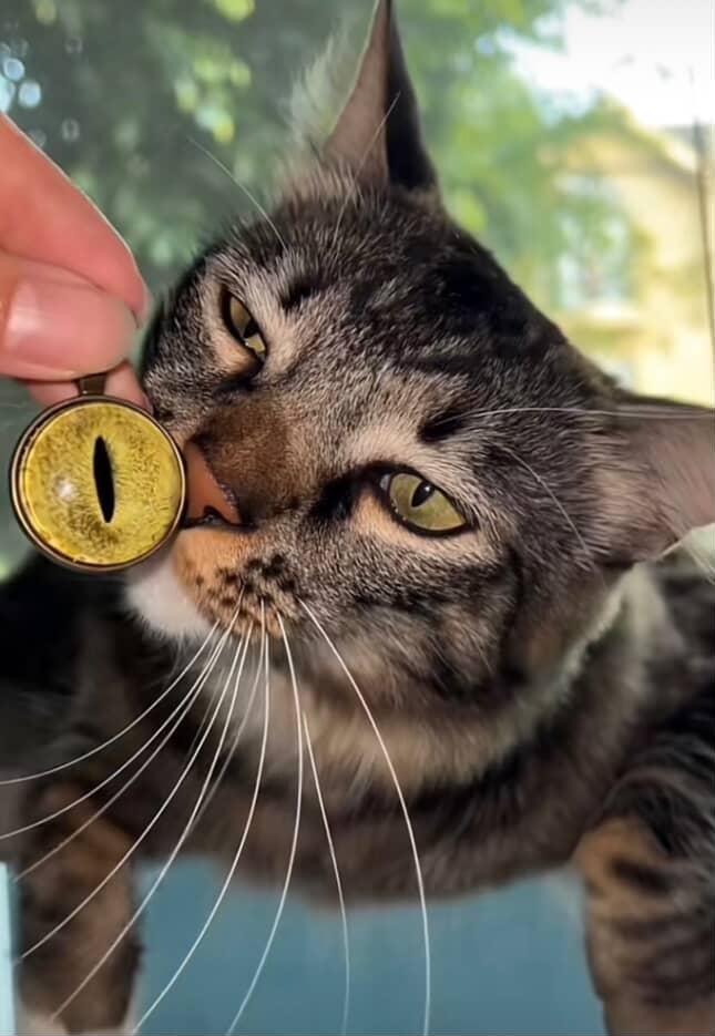 ANIMAL EYE