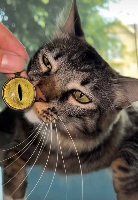 ANIMAL EYE